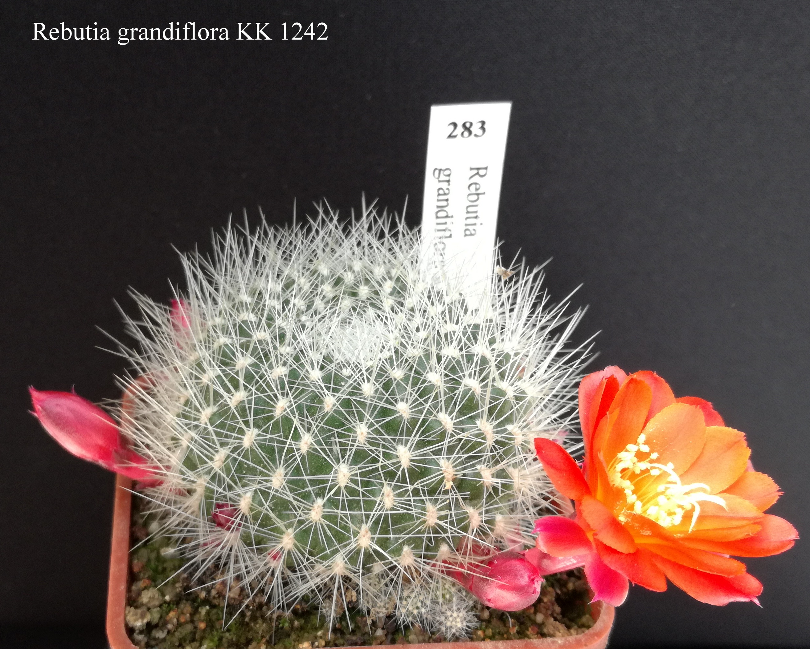 283 Rebutia grandiflora KK 1242 20190420