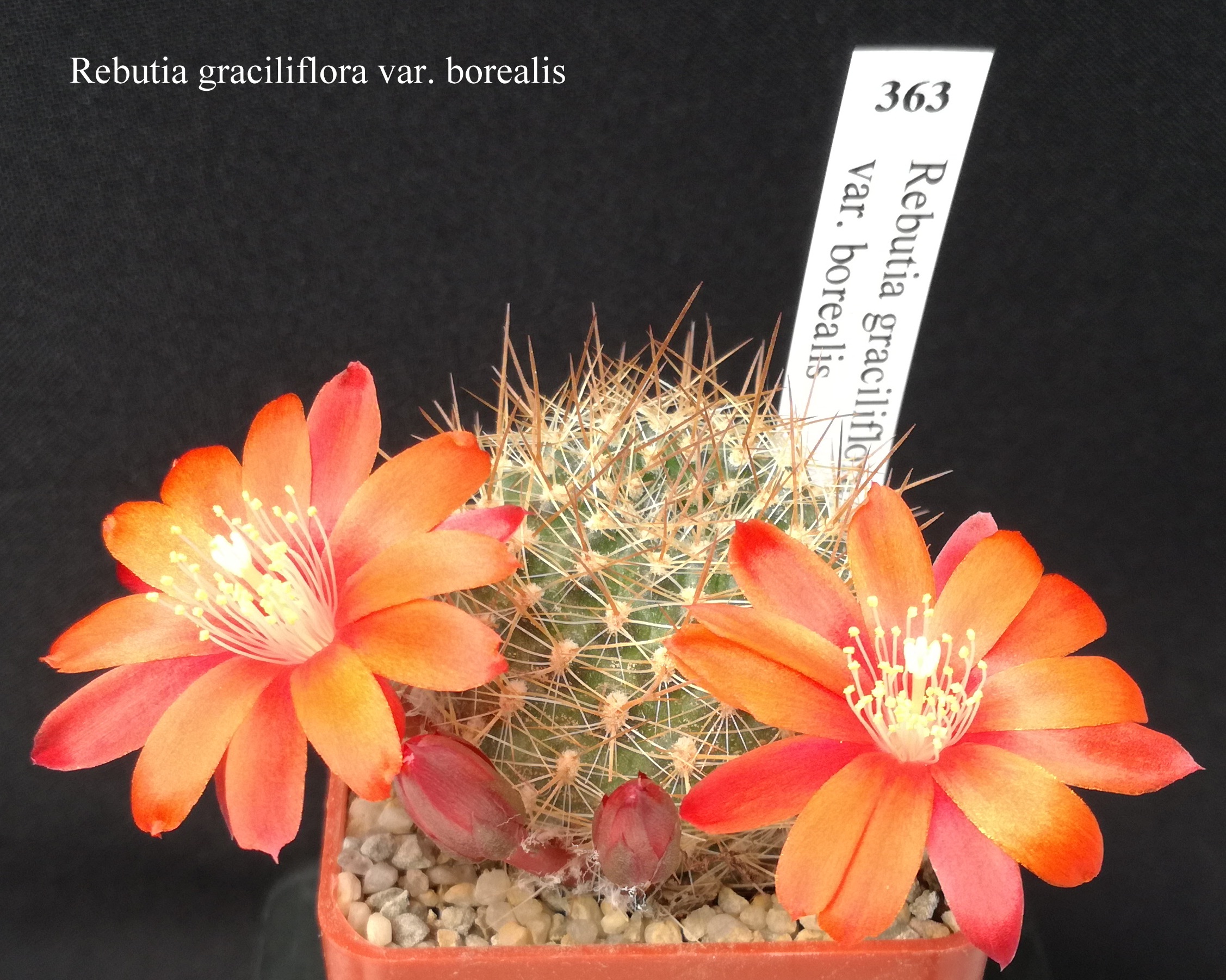 363 Rebutia graciliflora var. borealis 20190424