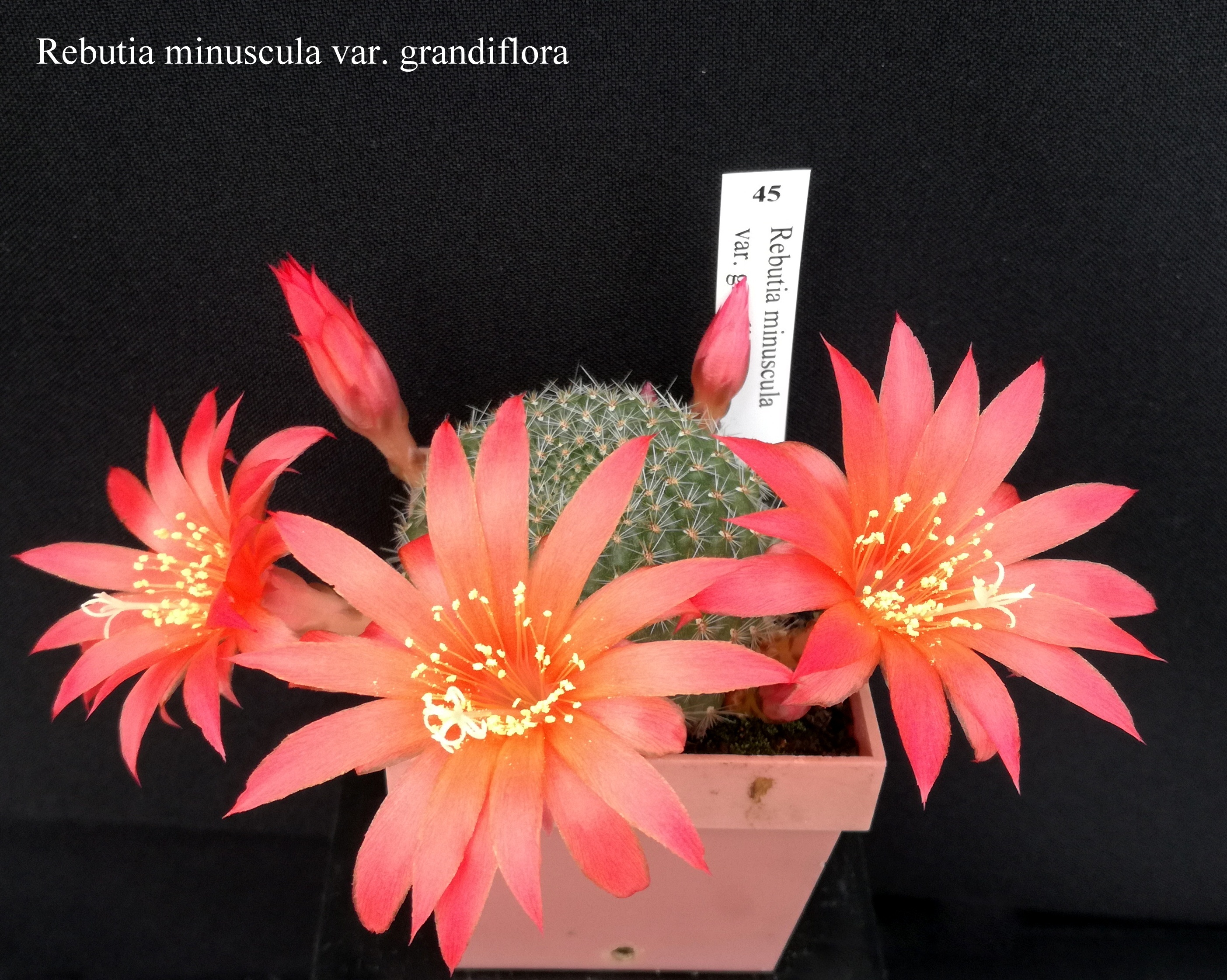 45 Rebutia minuscula var. grandiflora 20190422