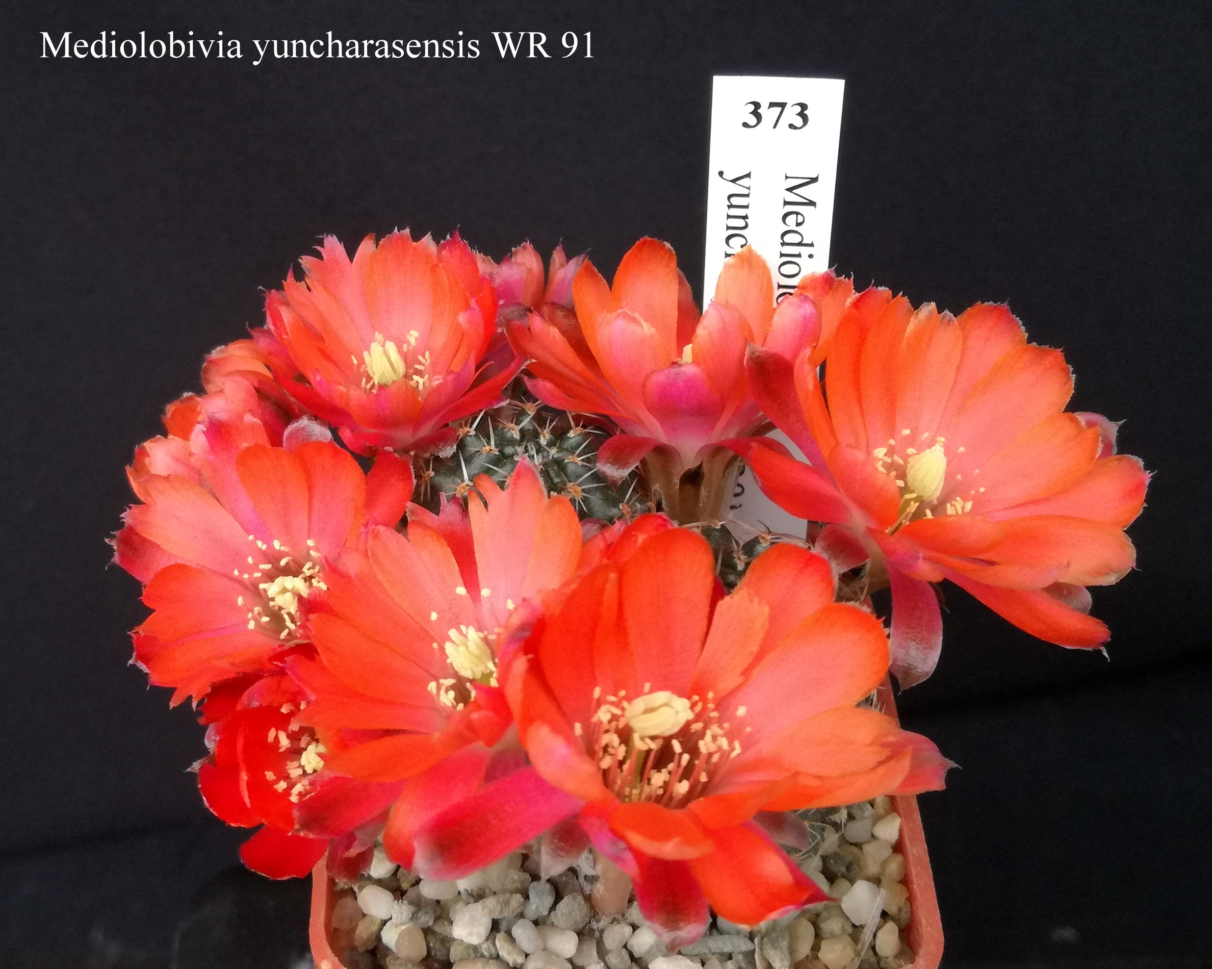 373 Mediolobivia yuncharasensis WR 91 20190429