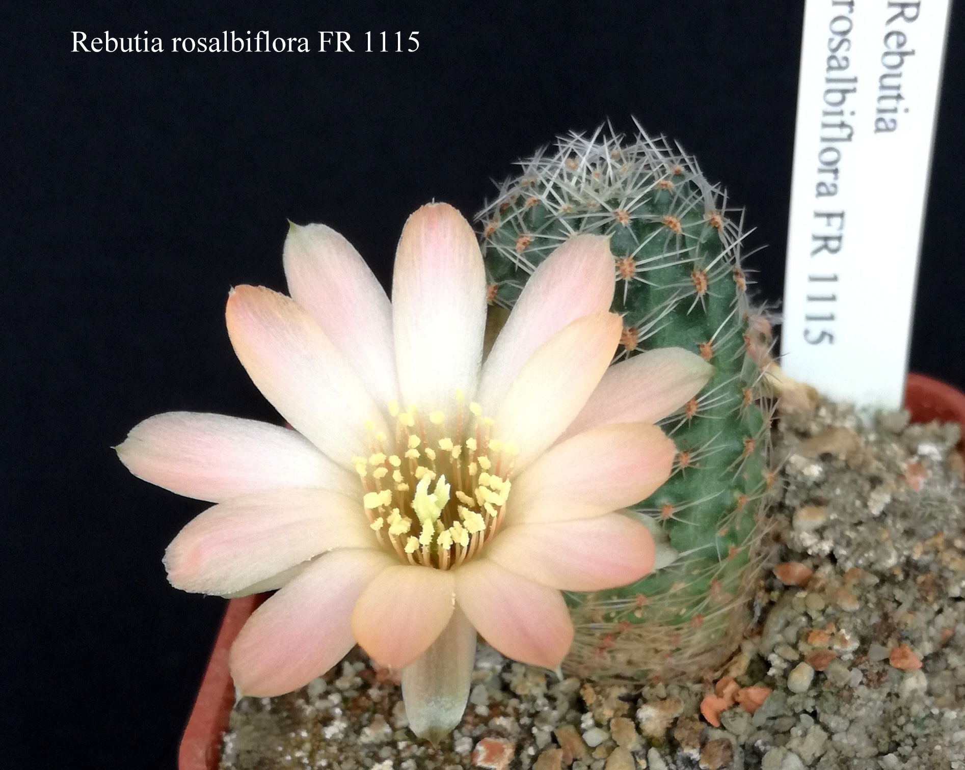 285 Rebutia rosalbiflora FR 1115 20190506 - kopie