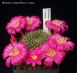 rebutia-violaciflora-f.-rosea-20170501.jpg