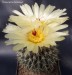 Notocactus buiningii 20160509 