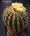 Eriocactus warasii 20160705  
