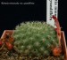 45 Rebutia minuscula var. grandiflora 20170516