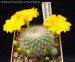 32 Rebutia chrysacantha var. kesselringiana 20170508